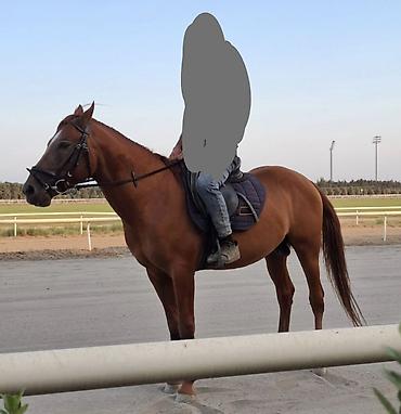 at aliram: Cinsi-Qarabağ
Cinsiyyəti-Erkək
Rəngi Q/Kürən
Yaşı/5 — 3