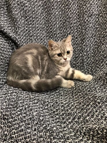 Pişiklər: Britan, Ünvandan götürmə -da lalafo.az — 11 Pişiklər: Britan, Ünvandan götürmə — 11