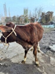 ит ош итер: Ургачы торпок сатылат