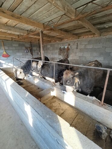 карова бык: Продаю | Бык (самец) | Полукровка | На откорм | Привязанные