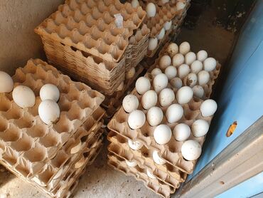сколько стоит яйцо породы 500 в бишкеке: Продаём яйцо гусиное породы "Крупные Серые " Яйцо свежее. Можно на