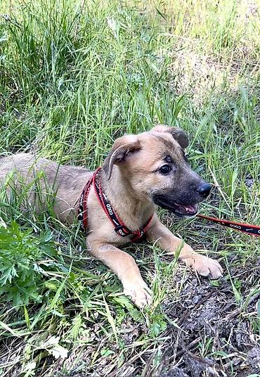 Отдам даром собаку: Ищем дом для маленькой Бусинки 🐾🏡 Группа «Зоозащита Бишкек» ищет — 8