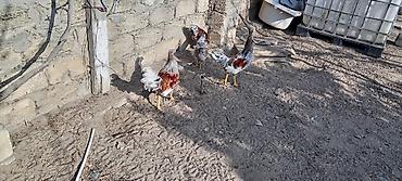 Toyuqlar: Toyuq, Damazlıq — 7