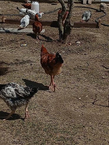 Toyuqlar: ‼️ Təcili Satılır ‼️ 53 ədəd tam sağlam 4.ay yarımlıq colpalar — 11