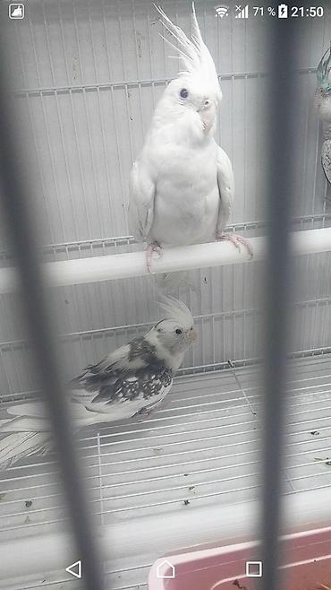 Tutuquşları: Yanaqsız karellalar var satışda 100-300 aznə qədər qiymət dəyişir bala -da lalafo.az — 7 Tutuquşları: Yanaqsız karellalar var satışda 100-300 aznə qədər qiymət dəyişir bala — 7