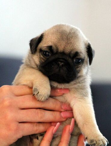 Psi: Na prodaju štenci mopsa, pažljivo vakcinisani i očišćeni od parazita — 8