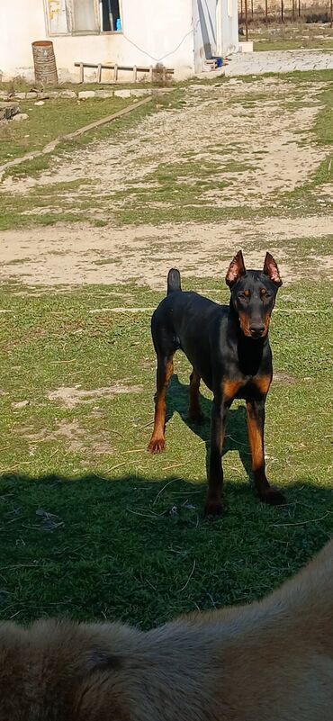 İtlər: Doberman, 10 ay, Erkek, Peyvəndli, Ödənişli çatdırılma, Rayonlara çatdırılma