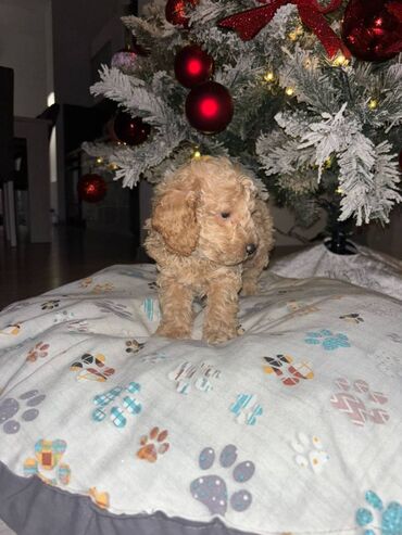 Psi: Pudla, rasa poznata po svojoj visokoj inteligenciji, eleganciji i na lalafo.rs — 6 Psi: Pudla, rasa poznata po svojoj visokoj inteligenciji, eleganciji i — 6