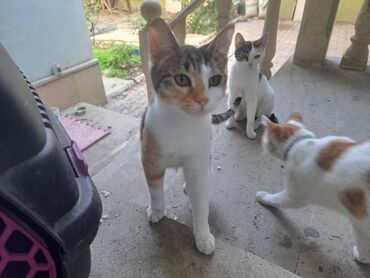 Pişiklər: Yaxşı əllərə — 9