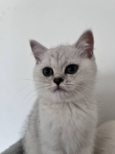 Mačke: Prelepi skotski macici su spremni za rezervaciju. U ponudi: 2 srebrna — 2