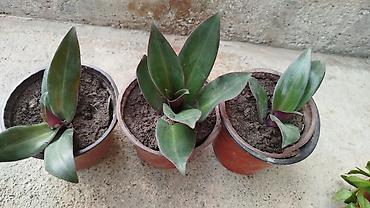 Герани и пеларгонии: Сортовой герандар сатылат. Баасы келишим турдо 300 сомдон жогору. - — 25