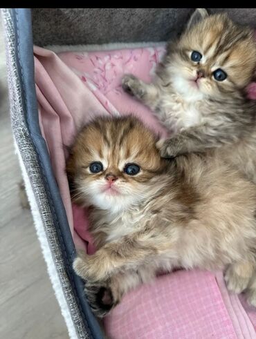 Pişiklər: Britan, Erkək, Dişi, Yaxşı əllərə, Ünvandan götürmə, Pulsuz çatdırılma, Ödənişli çatdırılma — 11