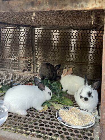 кормушки для кроликов: Продаю | Крольчата | На забой, Для разведения | Племенные