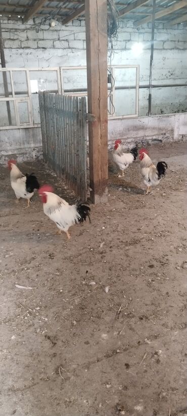 парты для школьников бишкек: Продам петухов Адлер