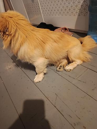 Pekines, 6 ay, Erkək, Peyvəndli, Ödənişli çatdırılma lalafo.az -da Pekines, 6 ay, Erkək, Peyvəndli, Ödənişli çatdırılma