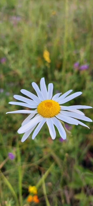 Bal: Müalicəvi Göyçay qaratikan balı 100% tam təbii baldır. Süzülmə bal — 28