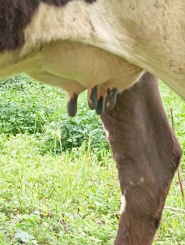 Продаю | Корова (самка) | Швицкая | Для молока | Стельные