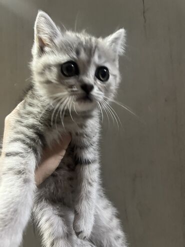 восточная ориентальная кошка: Кошка даром: Беспородная, 2 месяца, Мальчик, Приучена к лотку