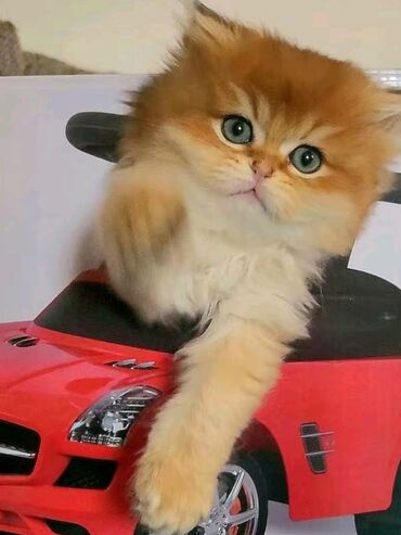 персидский кот: Британская Золотая шиншилла мальчик родился 14 март Родители
