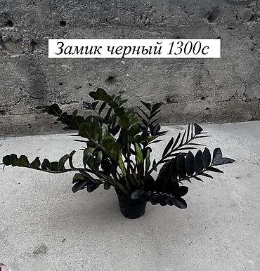 Другие комнатные растения: Комнатные растения: - Азалия — 700 с. Компактные кустики с пышными — 10