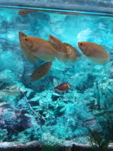 Akvariumlar: Akvarium balıqları satılır. 4 ədəd terneçiya glofiş( 1ədədi qarnı