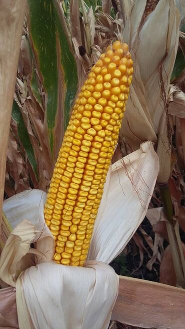 кукуруза местный: Семена и саженцы Кукурузы
