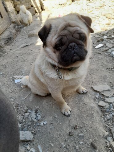 sanen keciləri: Mops, 1 il, Erkek, Peyvəndli, Ödənişli çatdırılma