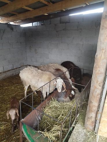 Баран, овца: Продаю | Баран (самец) — 9