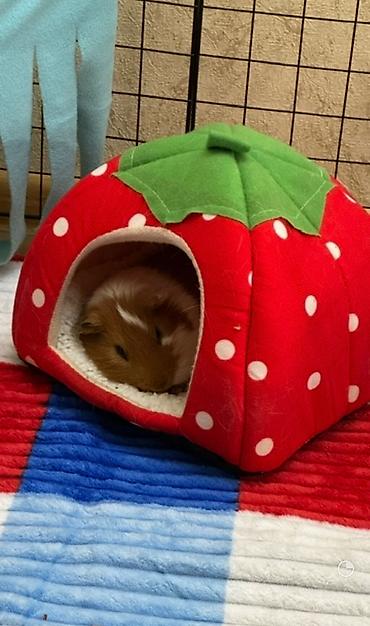sahiblənmə: 🐹 Erkək dəniz donuzumu sahibləndirmək istəyirəm. 🤎 Yaşı: 1 yaş 7 — 2