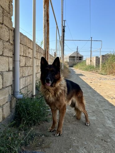 böyük itlər: Alman çoban iti, 3 il, Erkek, Ödənişli çatdırılma