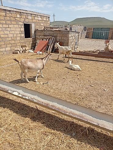 Keçilər, çəpişlər: SAF KAN SANEN FIRANSIZ IRKI KEÇİLER MACAR IRKI KEÇİLER ÇEPİÇLER BOĞAZ — 12