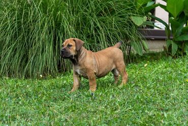 Psi: Sa ponosom predstavljamo vrhunske štence rase Južnoafrički mastif – — 17