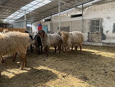 Баран, овца: Продаю | Баран (самец) | Арашан | На забой — 7