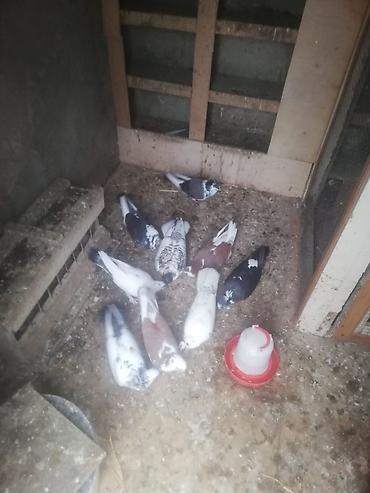 goyercin yemi: Məhsul: Ev göyərçinləri (qarışıq rəng və növlər) Təsvir: - Şəkillərdə — 2