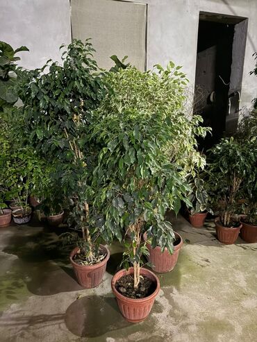 Другие комнатные растения: Пальмы,ДраценыКофейные деревья, и тд. Растения для интерьера — 10