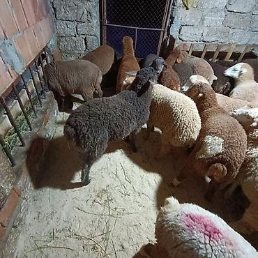 Quzu: Salam aleyküm dişi quzlar205 mantda kom 14 quzdu dişller. erkey — 7