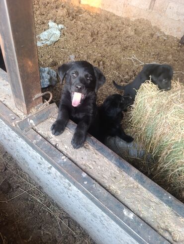 Продажа собак: Лабрадор-ретривер, 2 месяца, Самец — 8