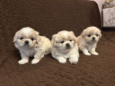 itler alabay: Pekines, 2 ay, Dişi
