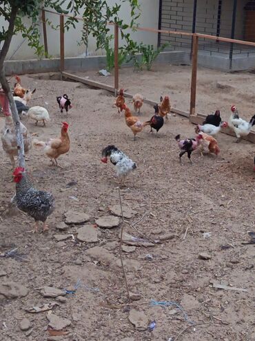 Inəklər, öküzlər: Toyuq, Yumurtalıq, Ünvandan götürmə