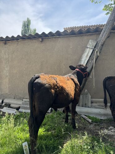 корови: Продаю | Бык (самец), Музоо, торпок | Ангус | На откорм | Племенные