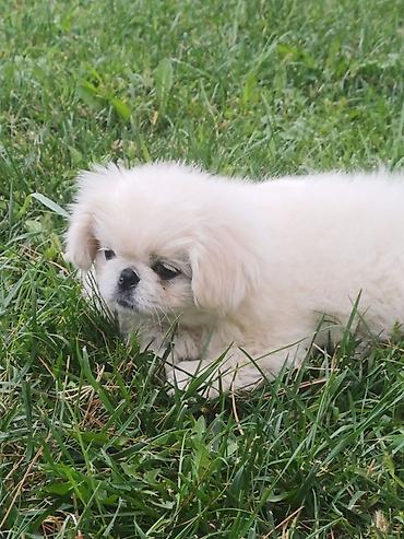 ag baliq qiyməti: Pekines — 4