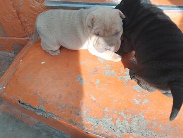 Продажа собак: Щенки шарпея - Порода: шарпей, классические «морщинки», плотная — 10