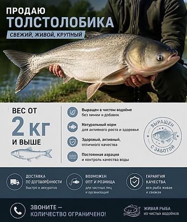 ксб 80: Живая рыба из чистых водоёмов. Карп венгерский: - Средний вес от 1.5 — 2