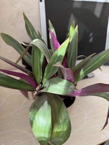 Otaq bitkiləri: Güllər satılır dibçəkdə, hamısını götürənə endirim. Birinə aiddir — 2