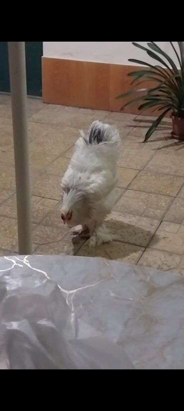 xacmazda satilan inekler: Toyuq, Brama, Damazlıq