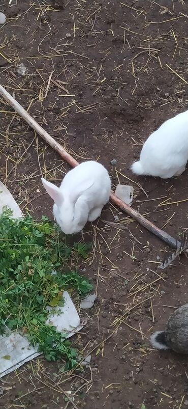 карлики кур: Ушул эки коëн сатылат ак мн курон кашка обмен дакан бар