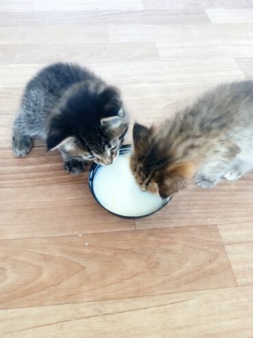 сиамские кот: Отдаю в добрые руки котят мальчик и девочка 1.5 месяца