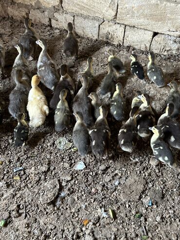 Akvarium aksessuar və ləvazimatları: Tam sağlam balalardı irili xırdalı 34 (otuz dört) dənədi öz qapımın