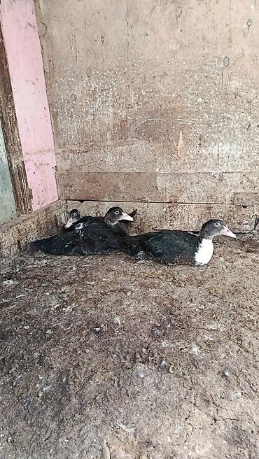 Digər quşlar: Salam lal ordek balalari satilir 2 ayliqdilar 9 ededi 2 bozdu 7 — 8