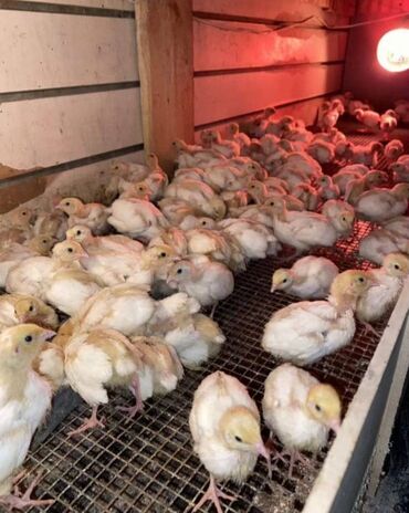 Bildirçin: Satışda Ətlik damazlıq 180 . 200 qram və bala Texas sortu — 7